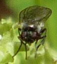 Diptera(Or) sp006 Animal